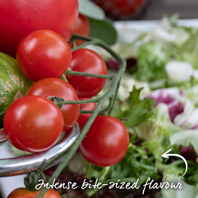Grafted Cordon Tomato 'Gardeners Delight'