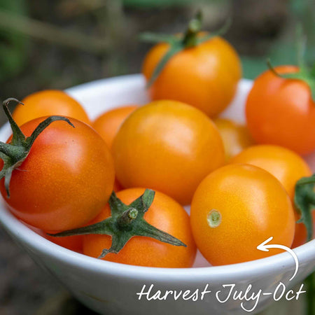 Cordon Tomato Seeds 'Sungold' F1