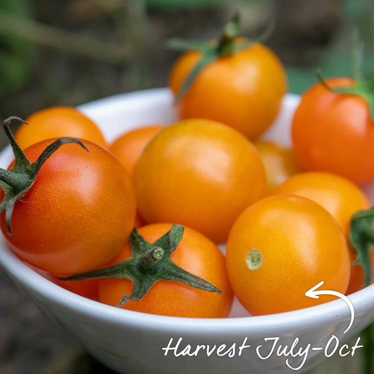 Cordon Tomato Seeds 'Sungold' F1