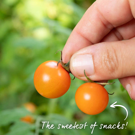 Grafted Cordon Tomato Taster Pack
