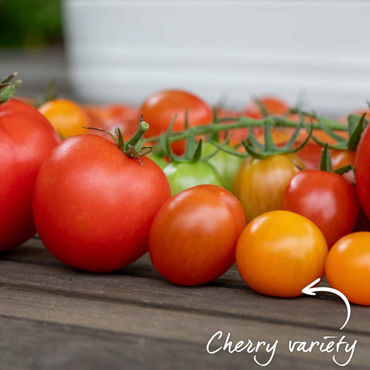 Cordon Tomato 'Sungold'