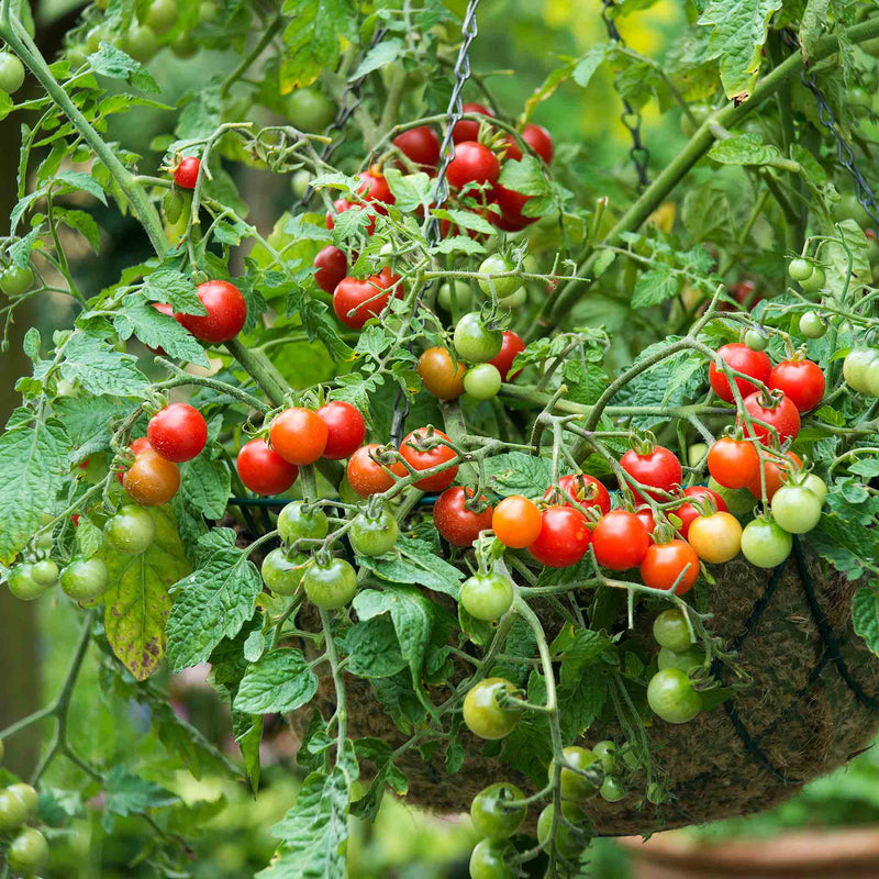 Grafted Bush Tomato 'Lizzano'