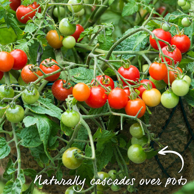Grafted Bush Tomato 'Lizzano'