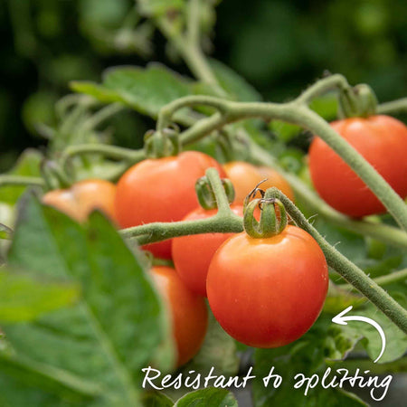 Grafted Bush Tomato 'Lizzano'