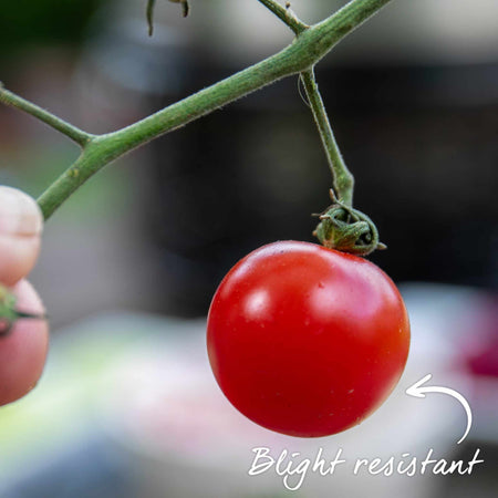 Grafted Bush Tomato 'Lizzano'