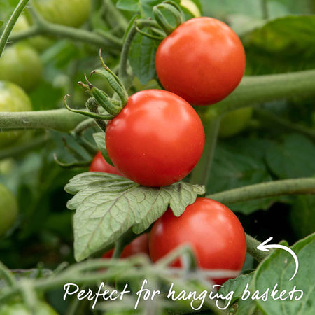 Grafted Bush Tomato 'Lizzano'