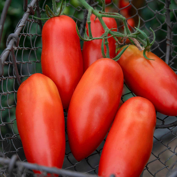 Grafted Cordon Tomato 'Pozzano'