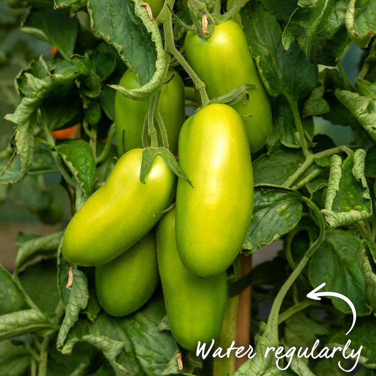 Grafted Cordon Tomato 'Pozzano'