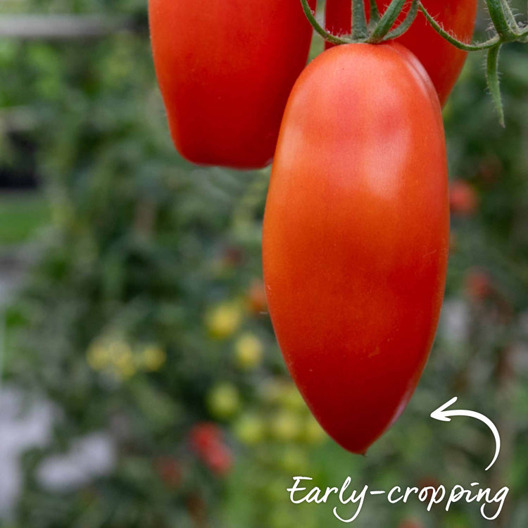 Grafted Cordon Tomato Taster Pack