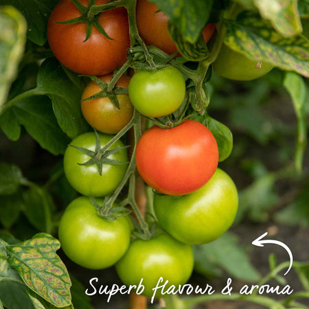 Grafted Cordon Tomato 'Resibella'