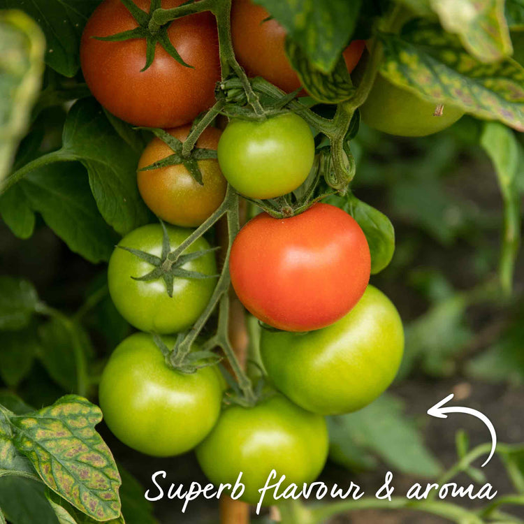 Grafted Cordon Tomato 'Resibella'