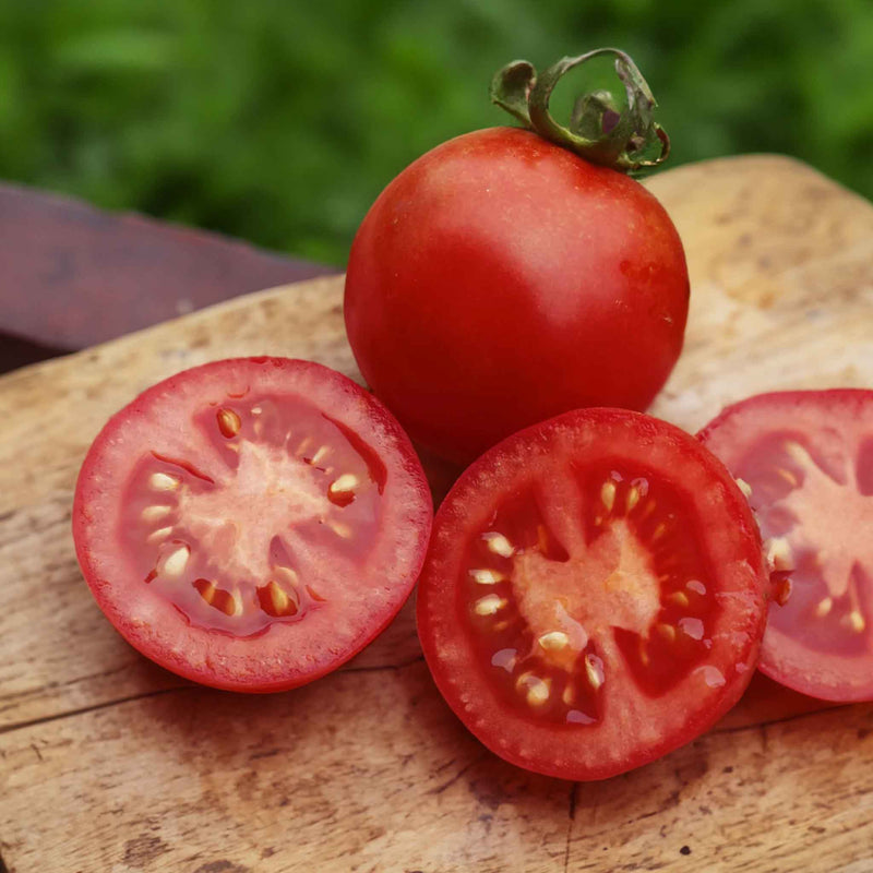Grafted Cordon Tomato 'Resibella'