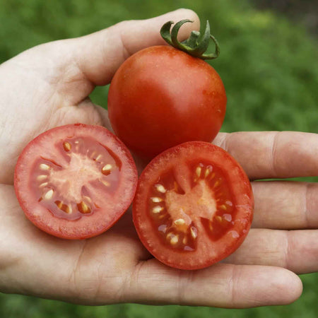 Grafted Tomato 'Blight Resistant Collection'