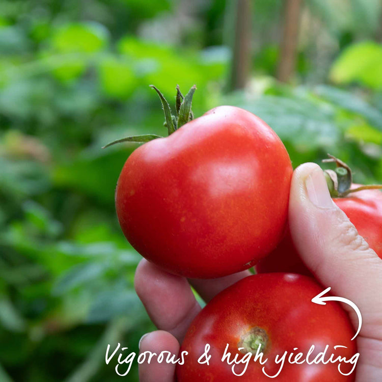 Grafted Cordon Tomato 'Rondobella'