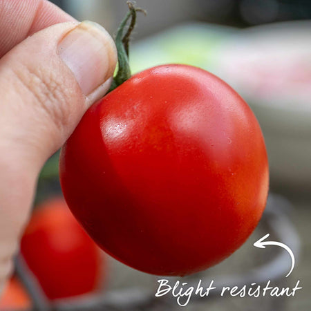 Grafted Cordon Tomato 'Rondobella'