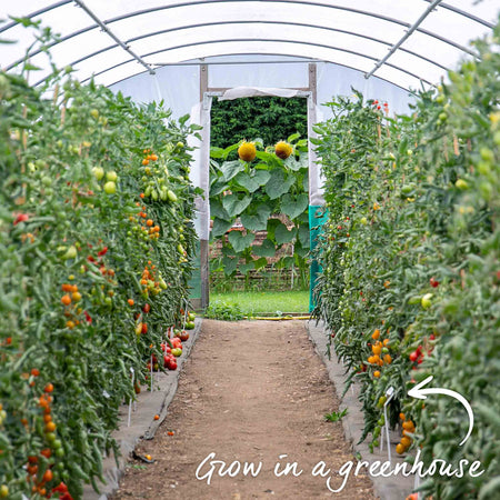 Grafted Cordon Tomato 'Rondobella'