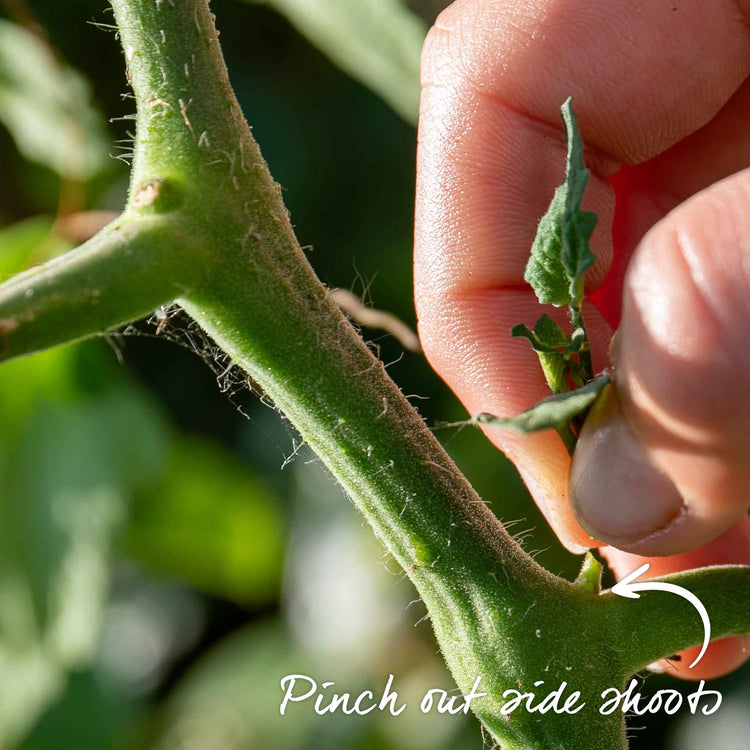 Grafted Cordon Tomato 'Rondobella'
