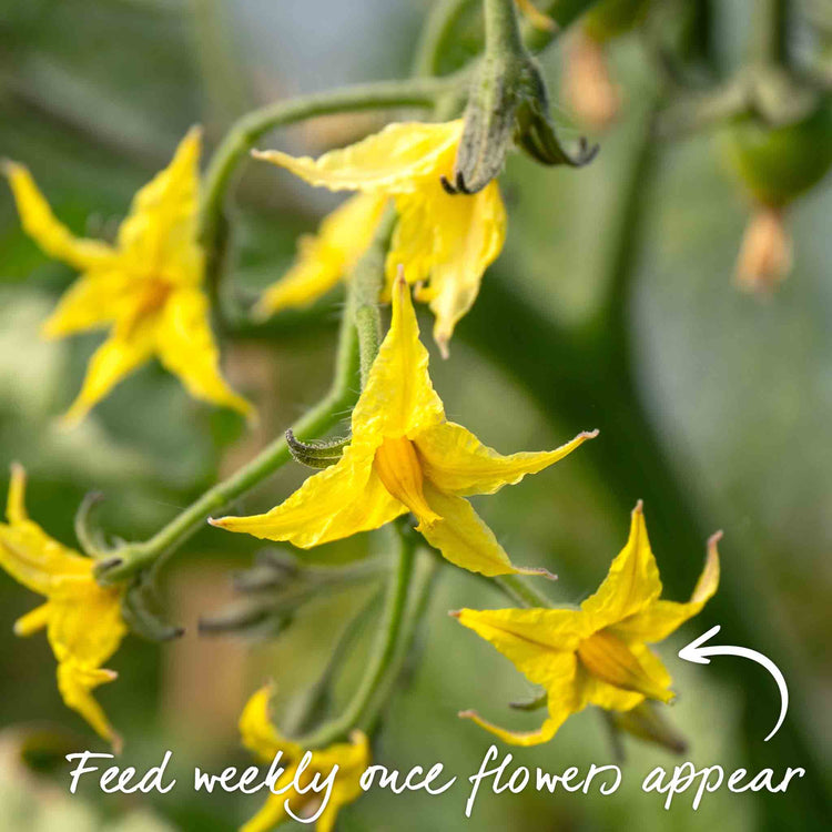 Grafted Cordon Tomato 'Rondobella'