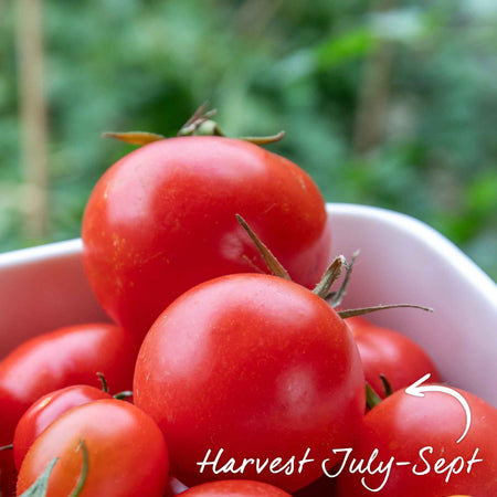 Grafted Cordon Tomato 'Rondobella'