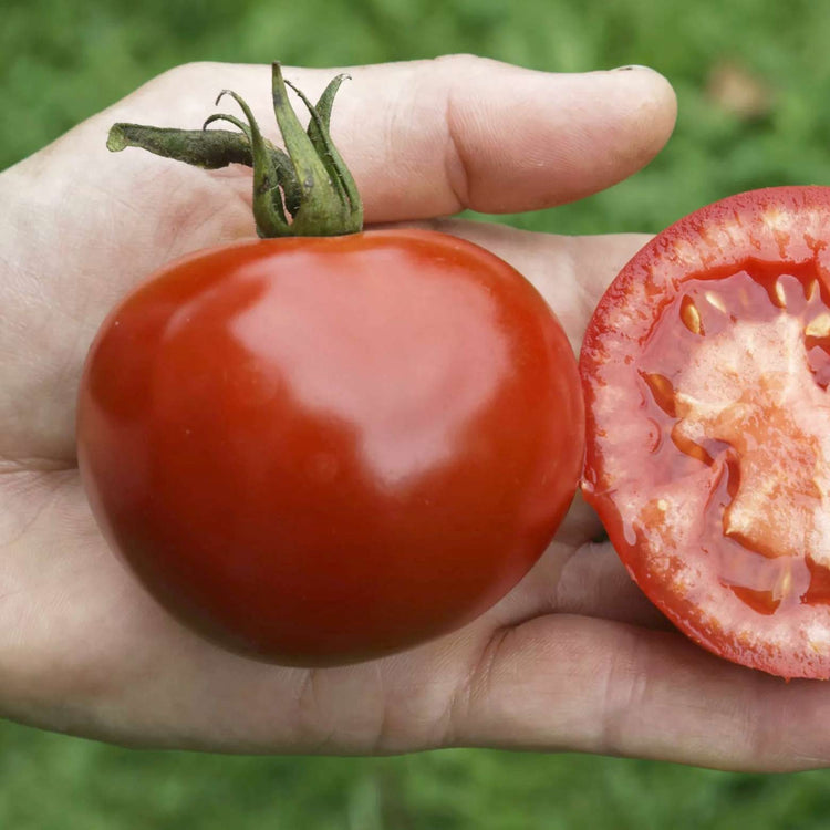Grafted Tomato 'Blight Resistant Collection'