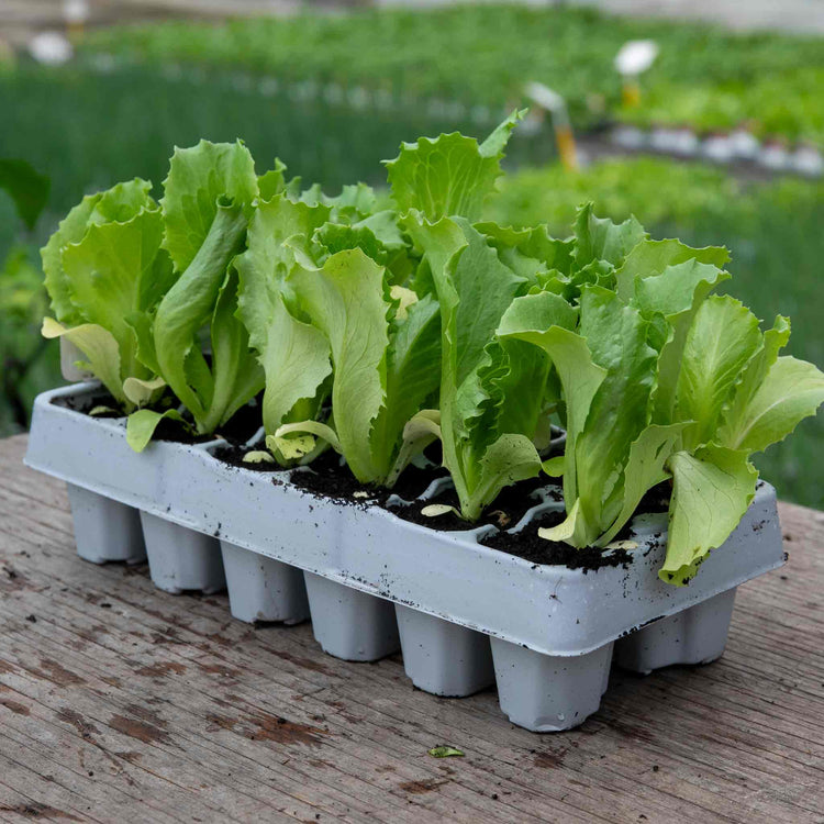 Lettuce 'Iceberg'