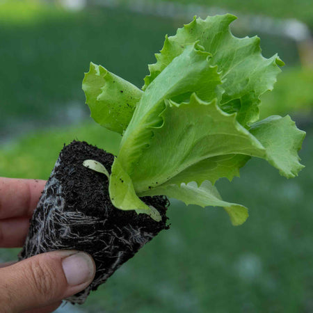 Lettuce 'Iceberg'