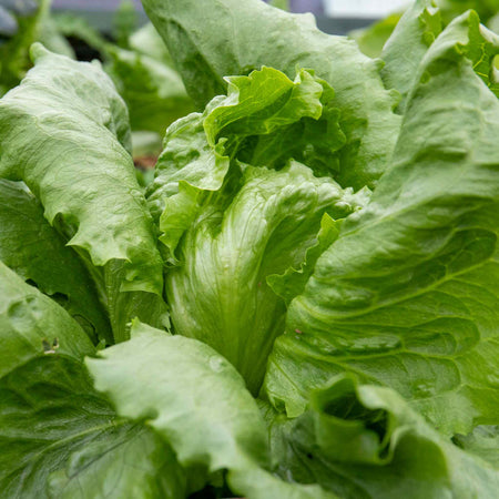 Lettuce 'Iceberg'
