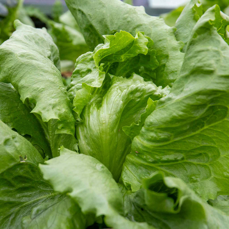 Lettuce 'Iceberg'