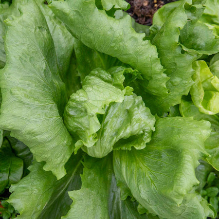 Lettuce 'Iceberg'