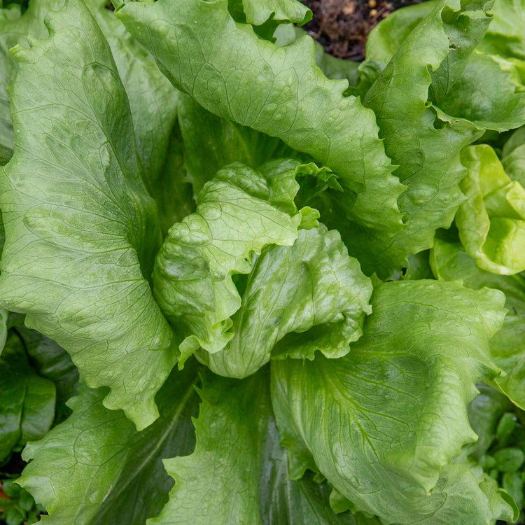 Lettuce 'Iceberg'