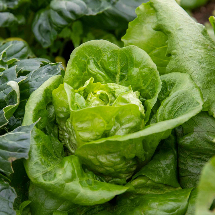Lettuce 'Winter Gem'