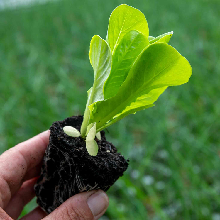 Lettuce 'Winter Gem'