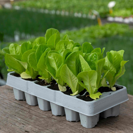 Lettuce 'Winter Gem'
