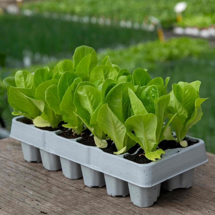 Lettuce 'Winter Gem'