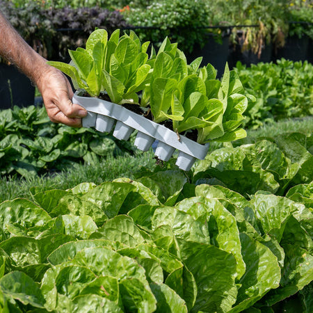 Lettuce 'Winter Gem'