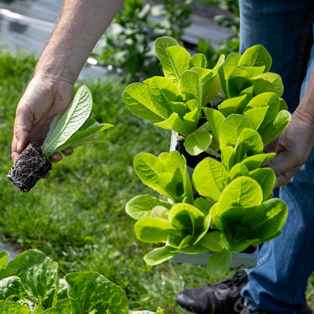 Lettuce 'Winter Gem'