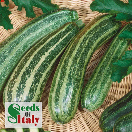 Courgette 'Striato'