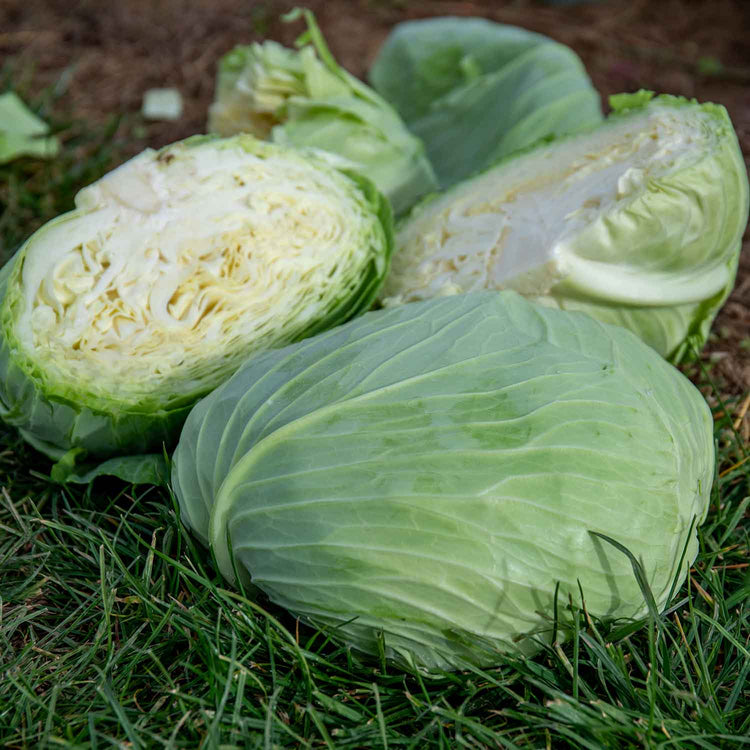 Cabbage Seeds 'Felicity' F1