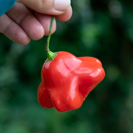 Chilli 'Bishops Crown'
