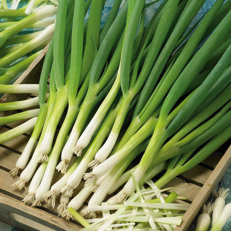 Spring Onion Seeds 'Marksman'