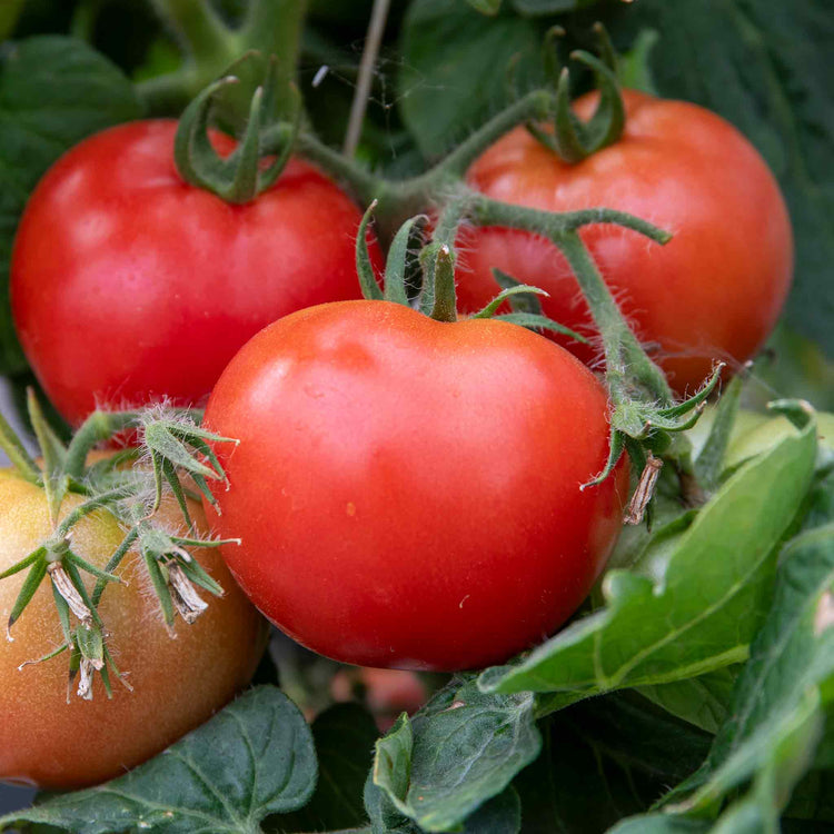 Bush Tomato 'Summerlast'