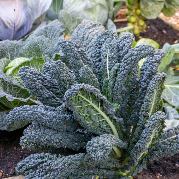 Kale Cavolo Nero 'Black Magic'
