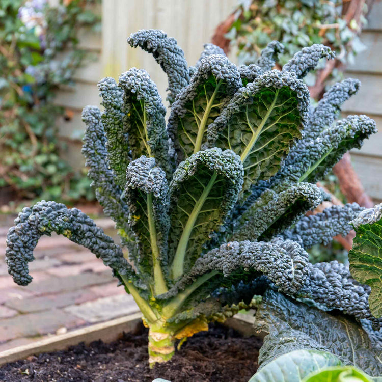 Kale Cavolo Nero 'Black Magic'