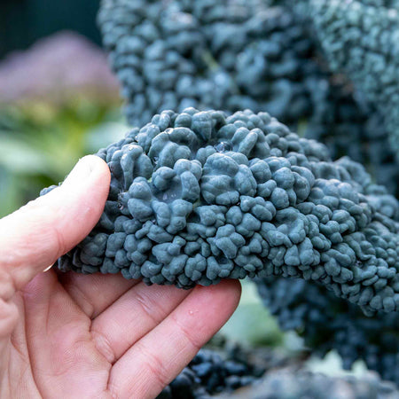 Kale Seeds 'Cavolo Nero'
