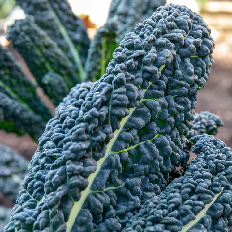Kale Cavolo Nero 'Black Magic'