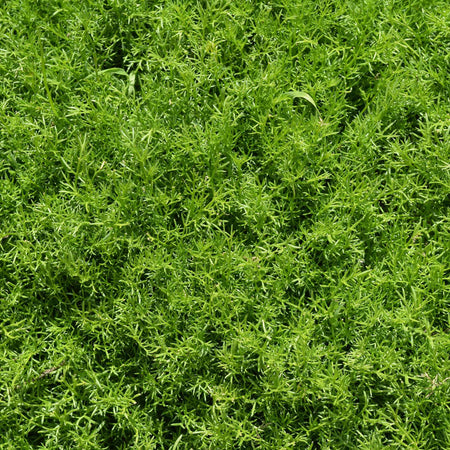 Chamomile 'For Lawns Treneague'