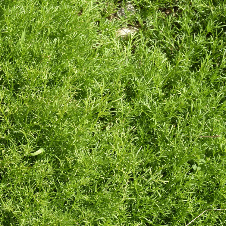 Chamomile 'For Lawns Treneague'