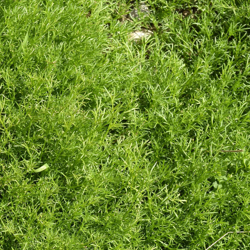 Chamomile 'For Lawns Treneague'