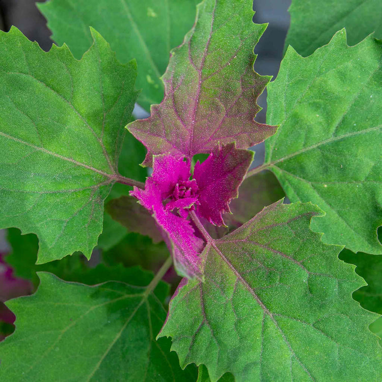 Tree Spinach Plant