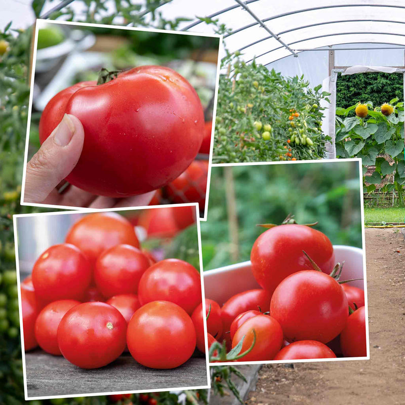 Tomato Indoor Collection